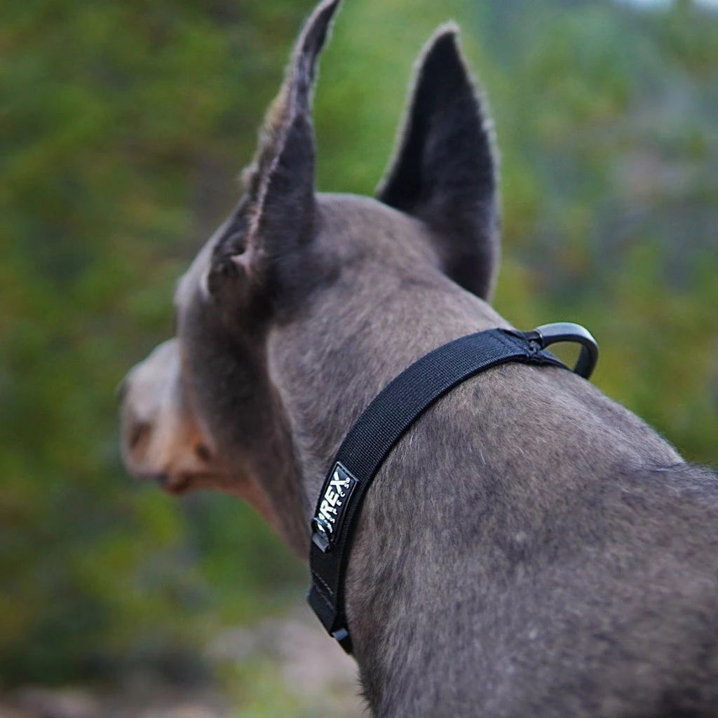 Ruffdog Sports Rex Specs Trailhead Collar 1 Ruffdog Sports Rex Specs Trailhead Collar