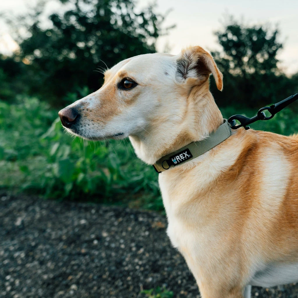 Ruffdog Sports Rex Specs Trailhead Collar 2 Ruffdog Sports Rex Specs Trailhead Collar - Image 2